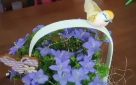 Wiosna zawitała do włoszczowskiego magistratu. 11