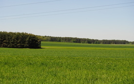 Wiosna w gminie Włoszczowa. 10