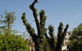 Wiosna w gminie Włoszczowa. 32