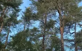 Uroczystość patriotyczna na Pękowcu. 2