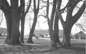 kula armatnia znaleziona w Czarncy może okazać się ważnym śladem bitewnym. 4