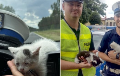 Zdjęcie do Dwa małe kotki uratowane przez policjant&oacute;w. Niecodzienna interwencja na obwodnicy Włoszczowy 