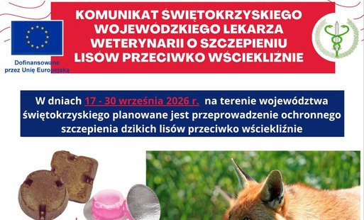 Szczepienie lisów przeciwko wściekliźnie w województwie świętokrzyskim